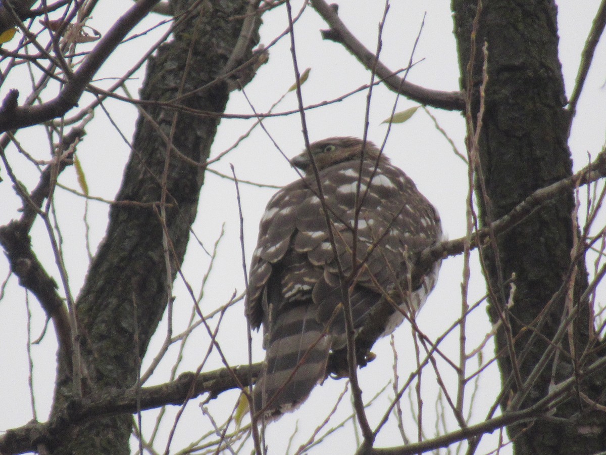 Cooper's Hawk - ML646067853