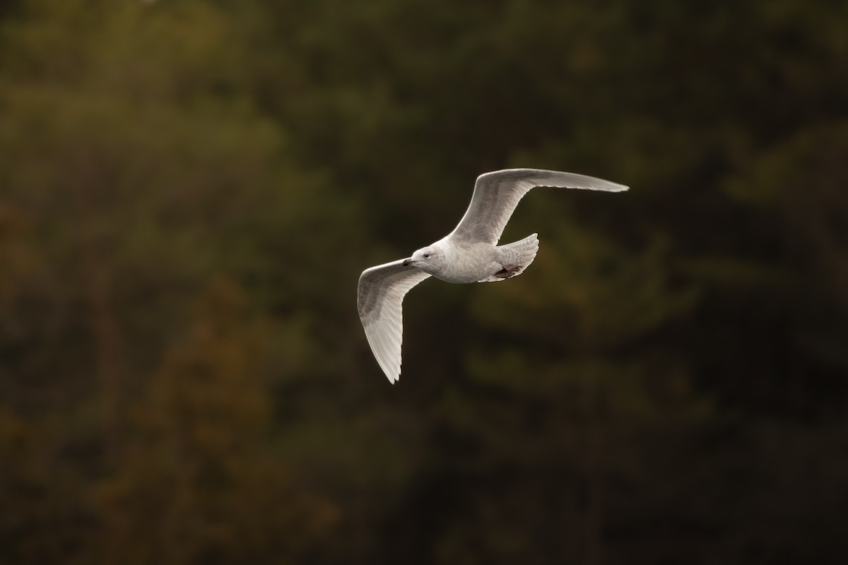 Iceland Gull (kumlieni) - ML646067856