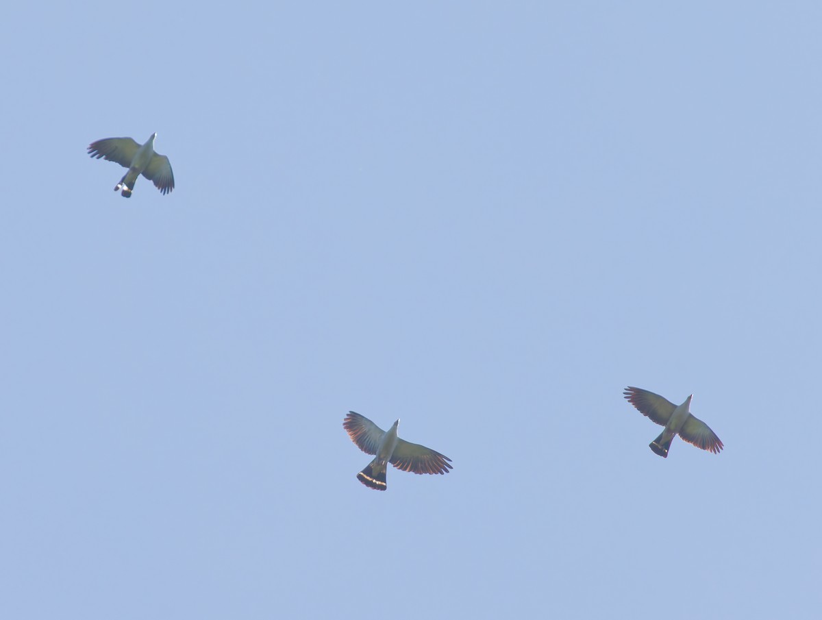 Topknot Pigeon - ML646067858