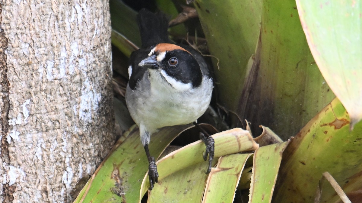 White-winged Brushfinch - ML646067859
