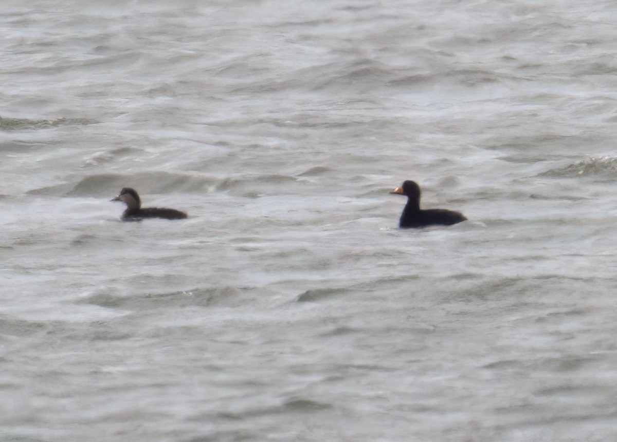 Black Scoter - ML646067861