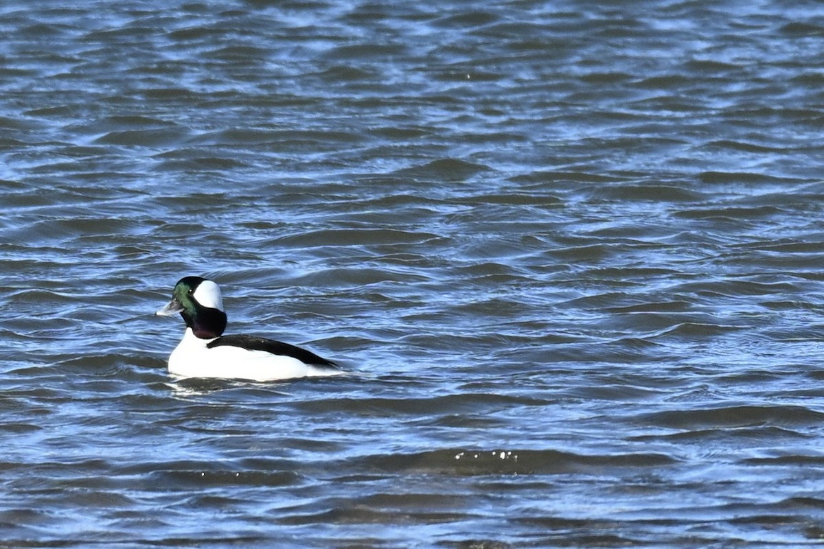 Bufflehead - ML646067862