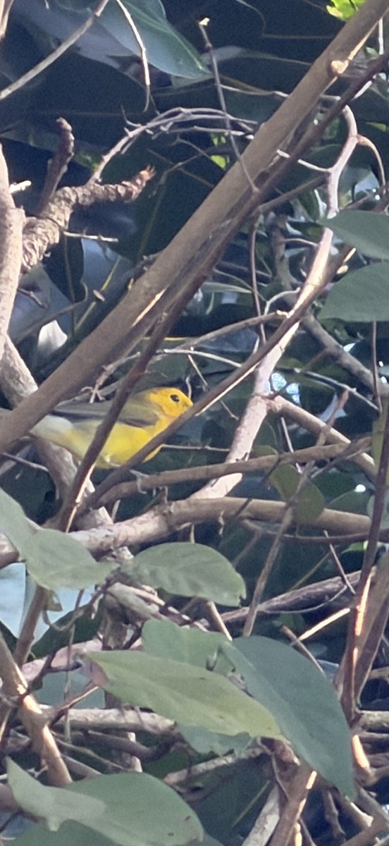 Prothonotary Warbler - ML646067864