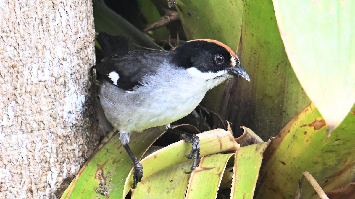 White-winged Brushfinch - ML646067865
