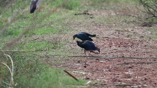 Gray-headed Swamphen - ML646067869