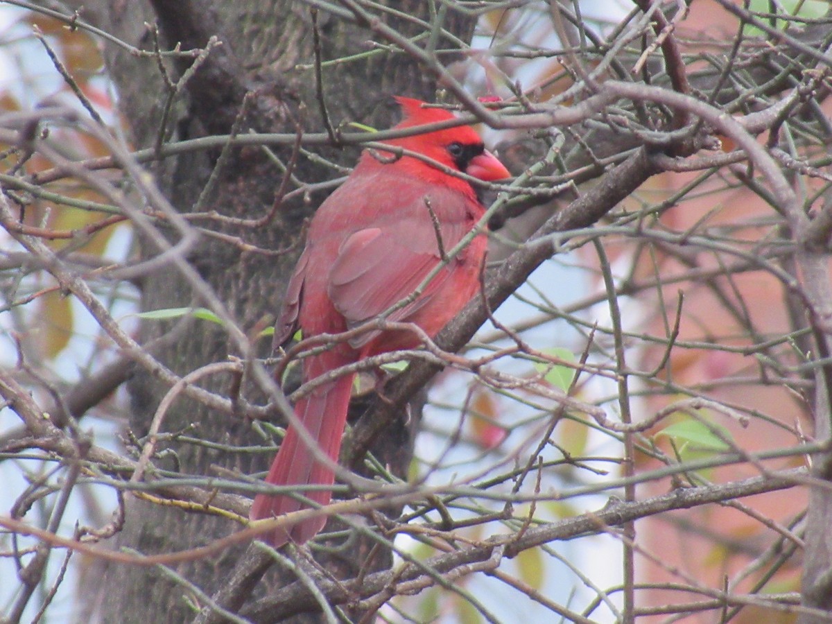 Northern Cardinal - ML646067873