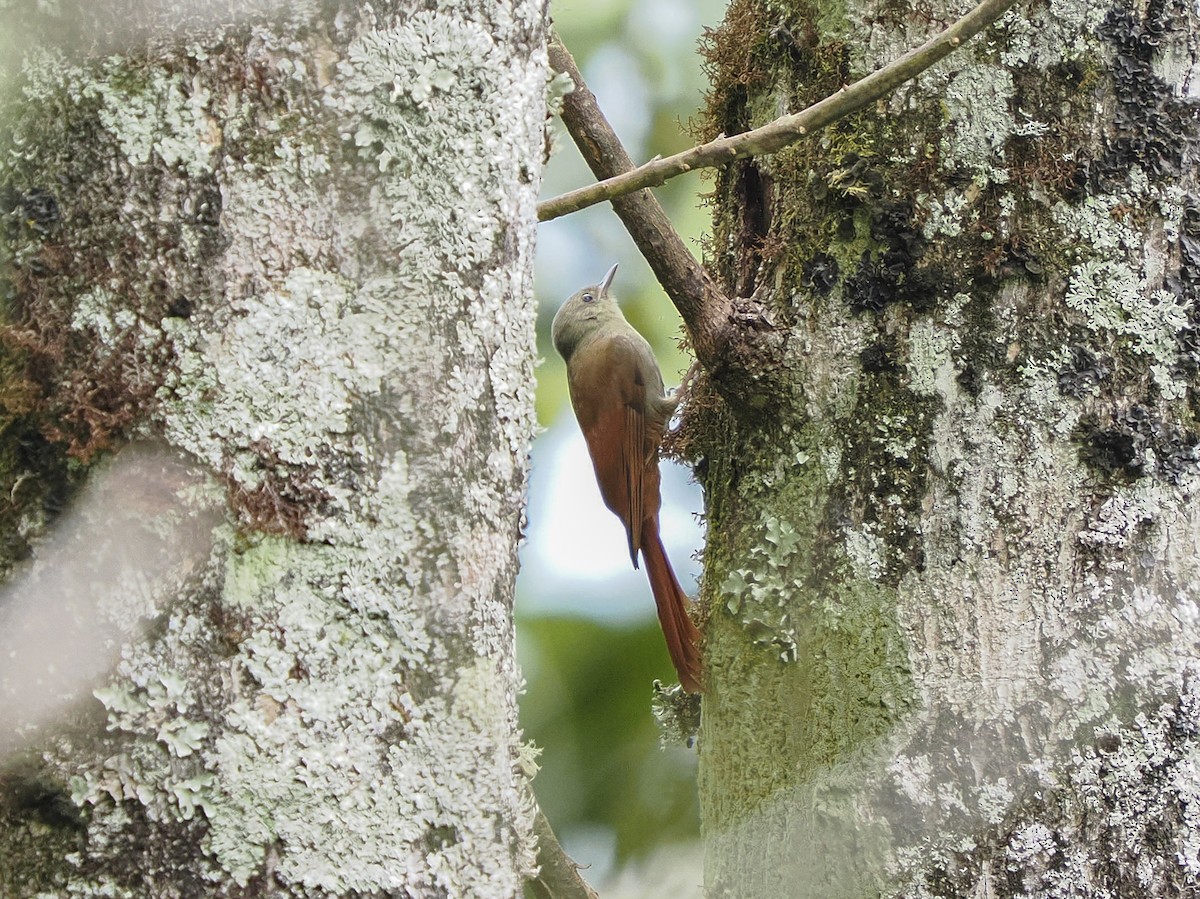 Olivaceous Woodcreeper - ML646067874