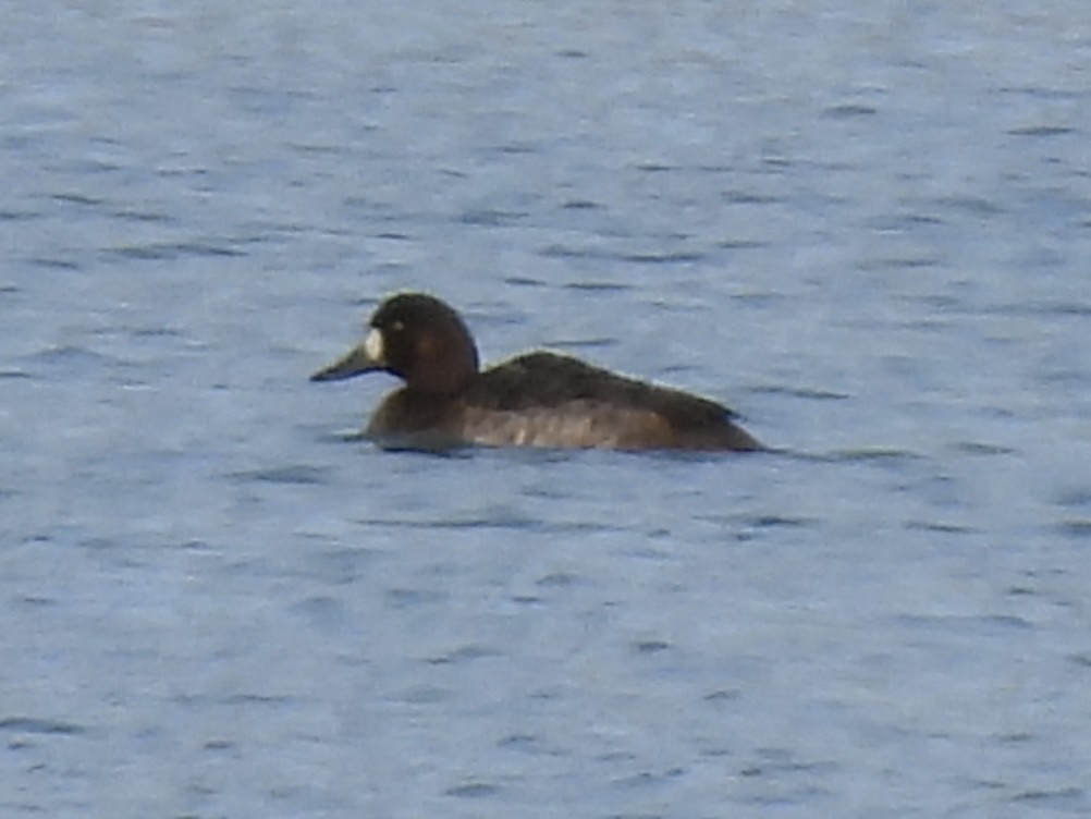 polák kaholka - ML646067875