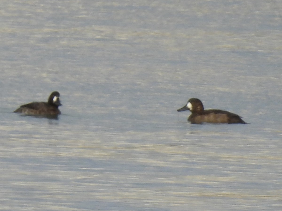 polák kaholka - ML646067876