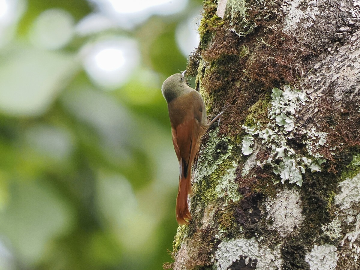 Olivaceous Woodcreeper - ML646067878