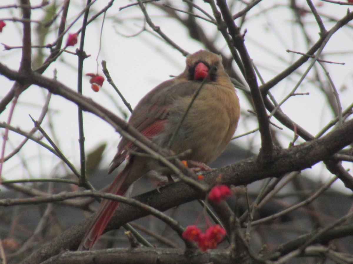 Northern Cardinal - ML646067880