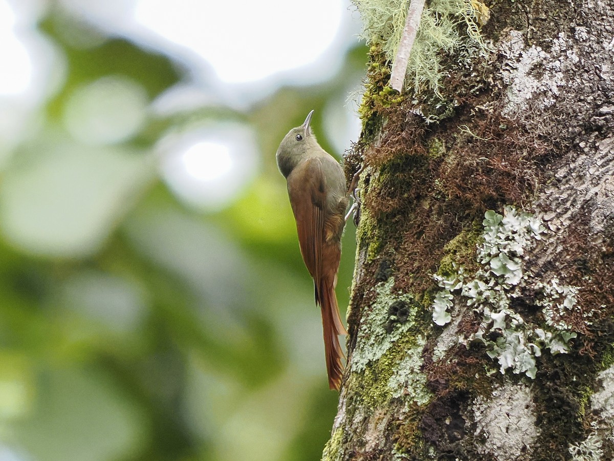 Olivaceous Woodcreeper - ML646067885