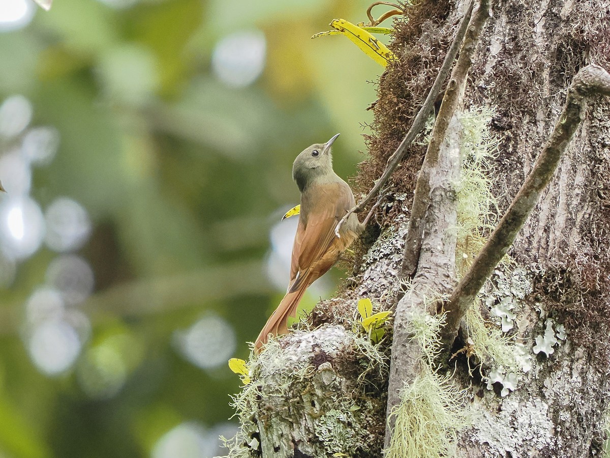 Olivaceous Woodcreeper - ML646067888