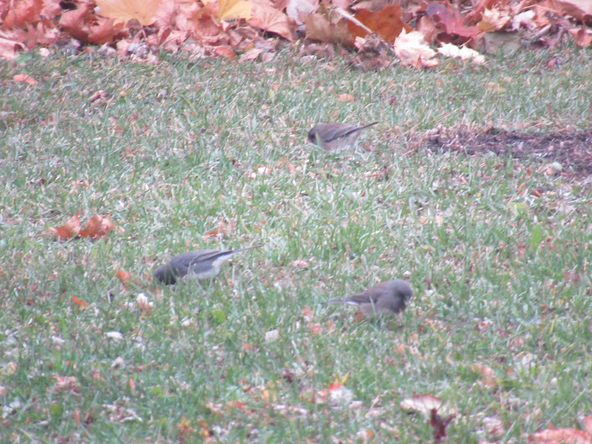 Dark-eyed Junco - ML646067893
