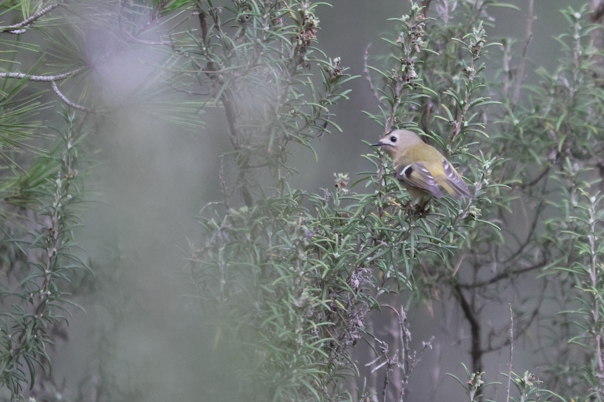 Goldcrest - ML646067927