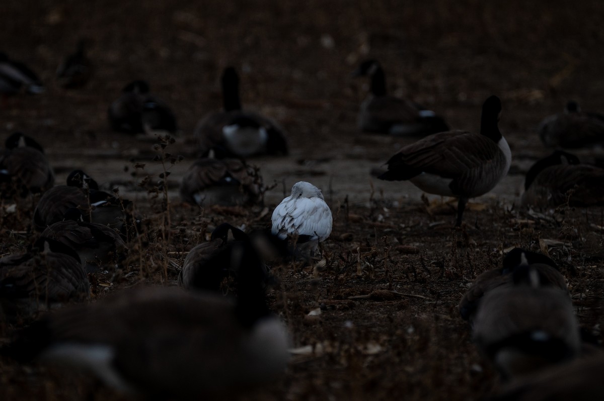 Ross's Goose - ML646067929