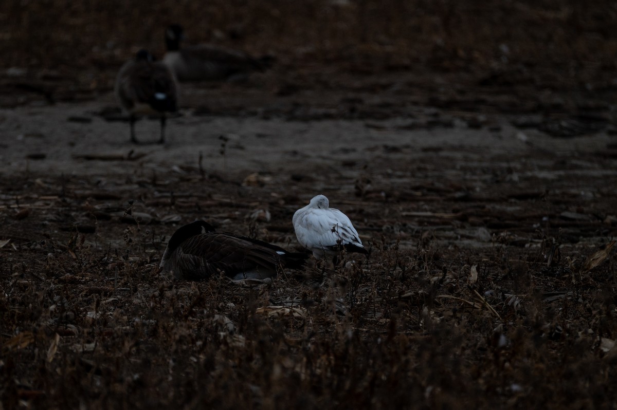 Ross's Goose - ML646067930