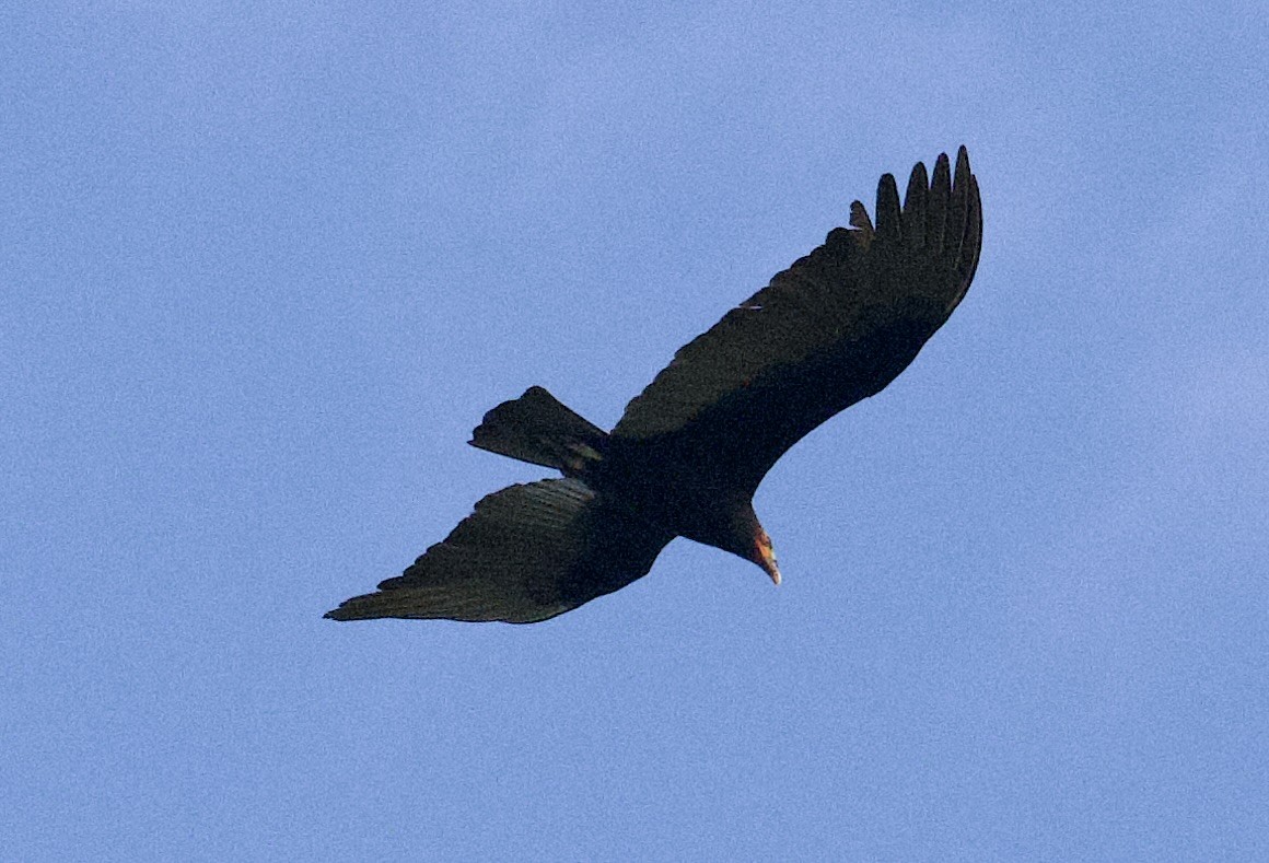 Turkey Vulture - ML646067943