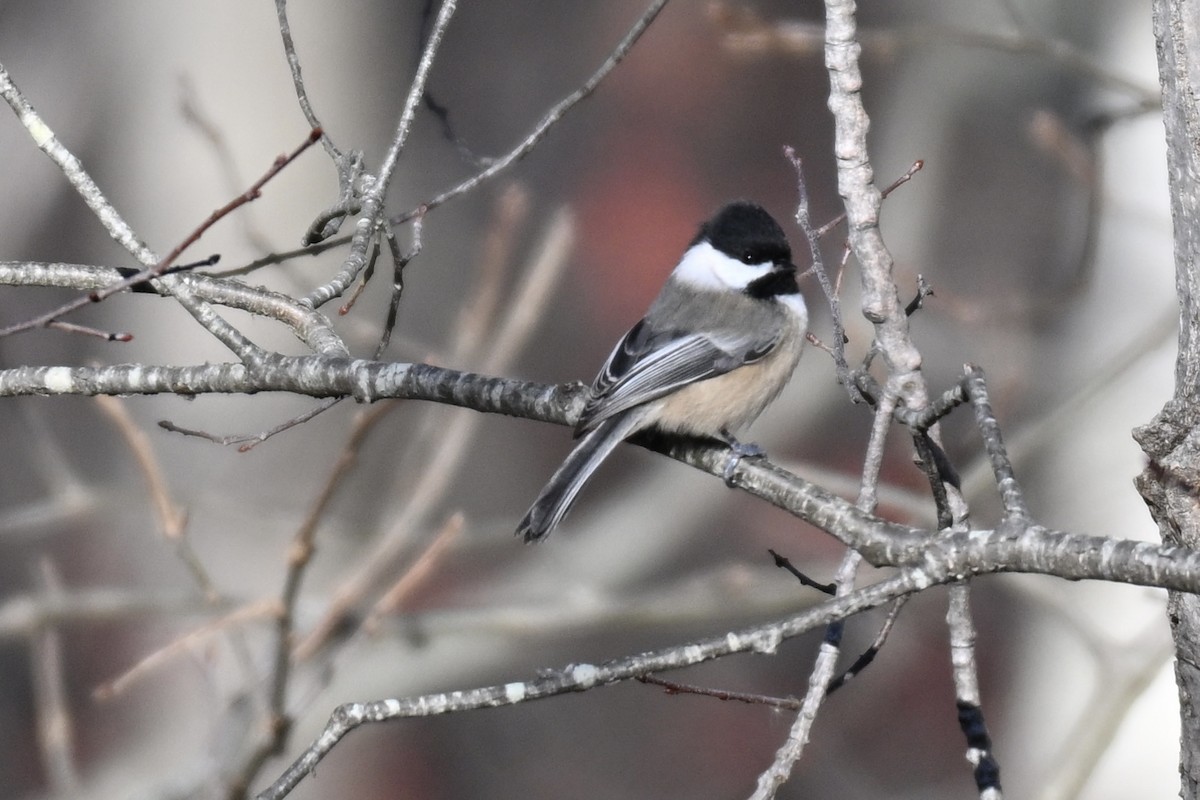 Гаїчка світлокрила - ML646067953