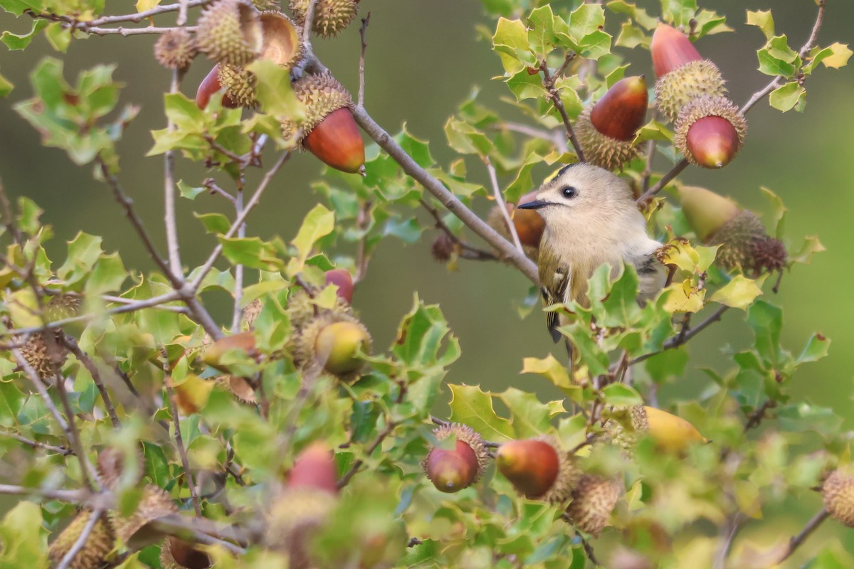 Goldcrest - ML646067961