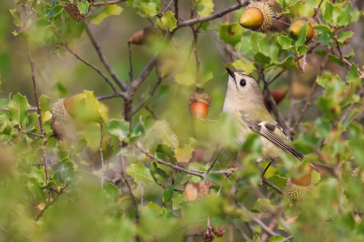 Goldcrest - ML646067964