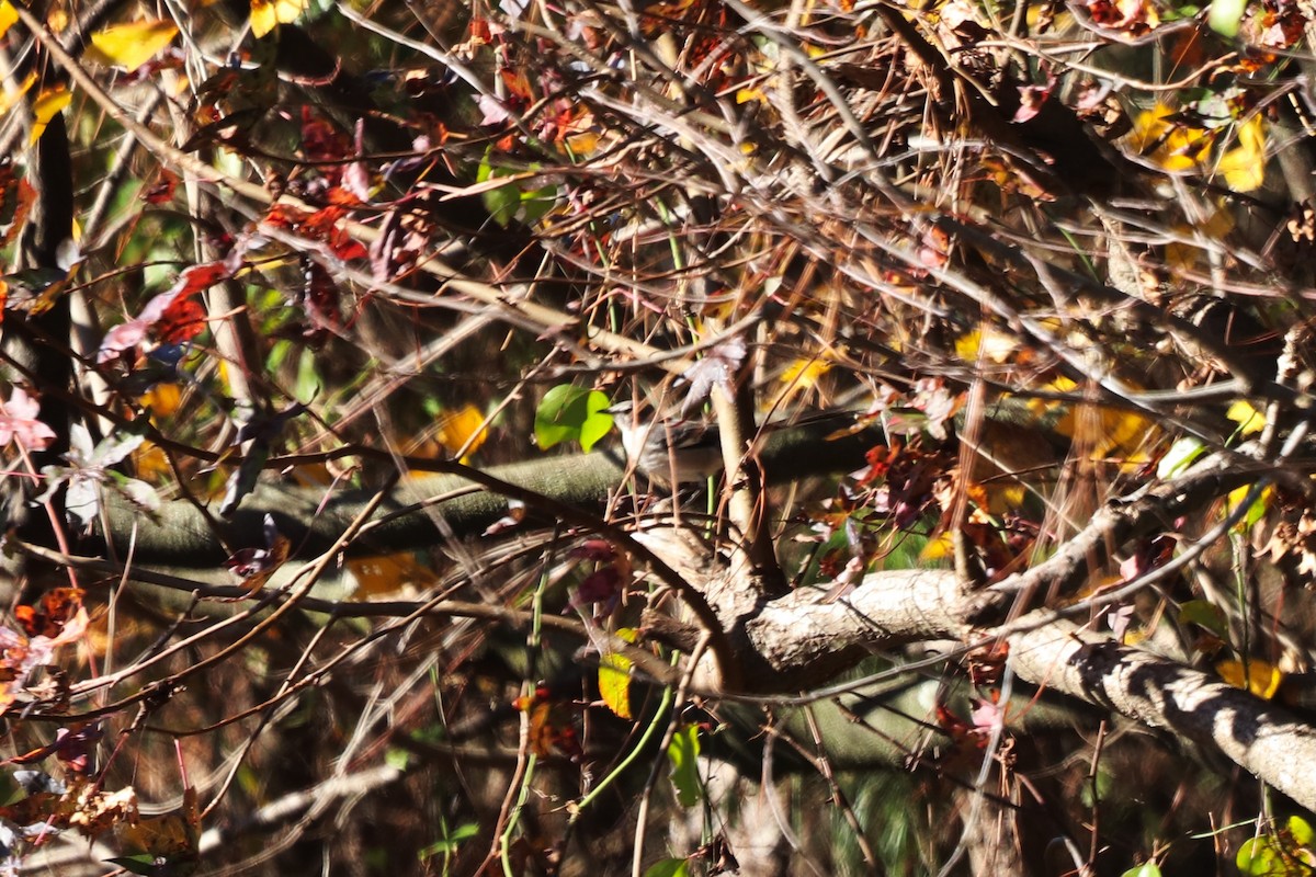 Northern Mockingbird - ML646067980