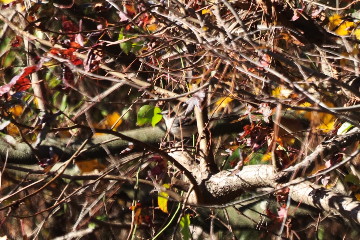 Northern Mockingbird - ML646067981