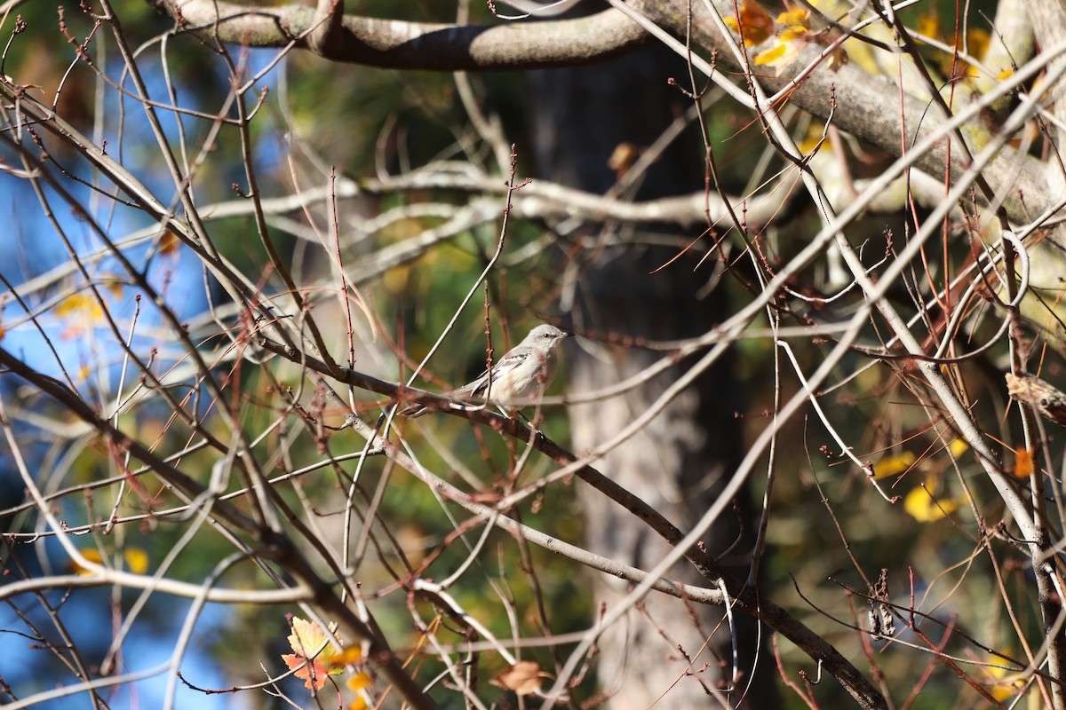 Northern Mockingbird - ML646067982