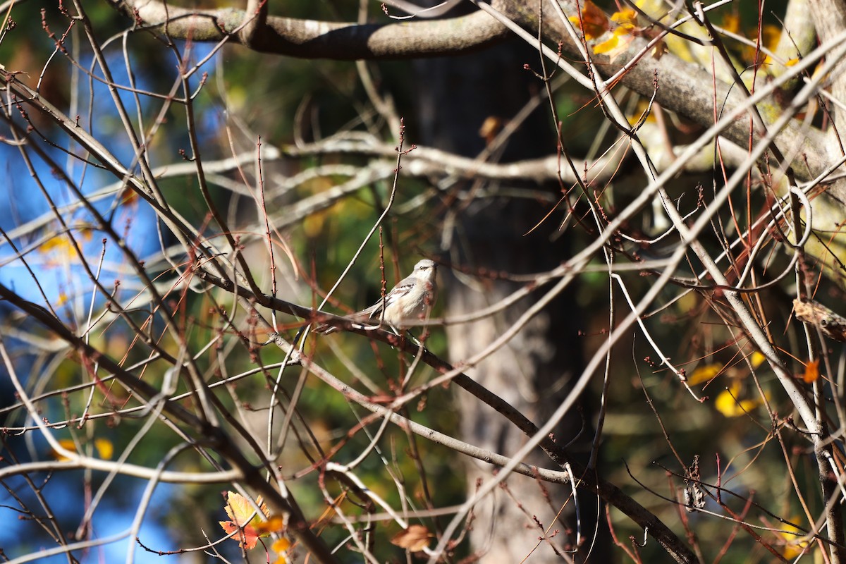 Northern Mockingbird - ML646067983