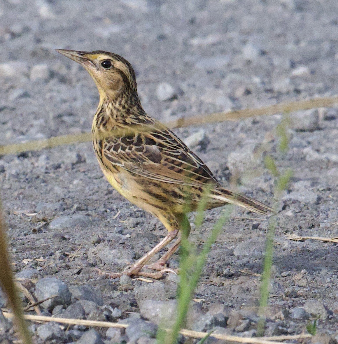 Eastern Meadowlark - ML646067985