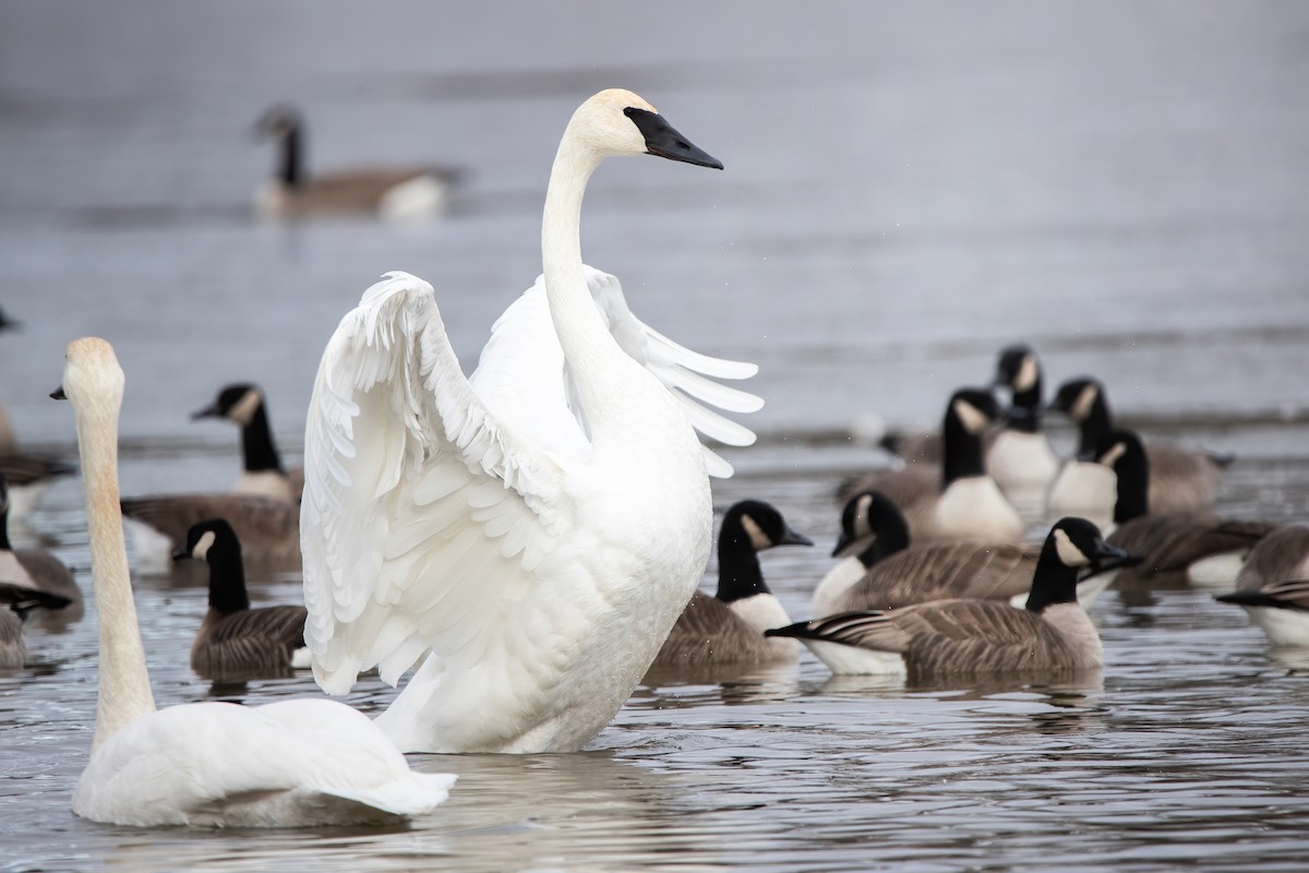 Trumpeter Swan - ML646067996