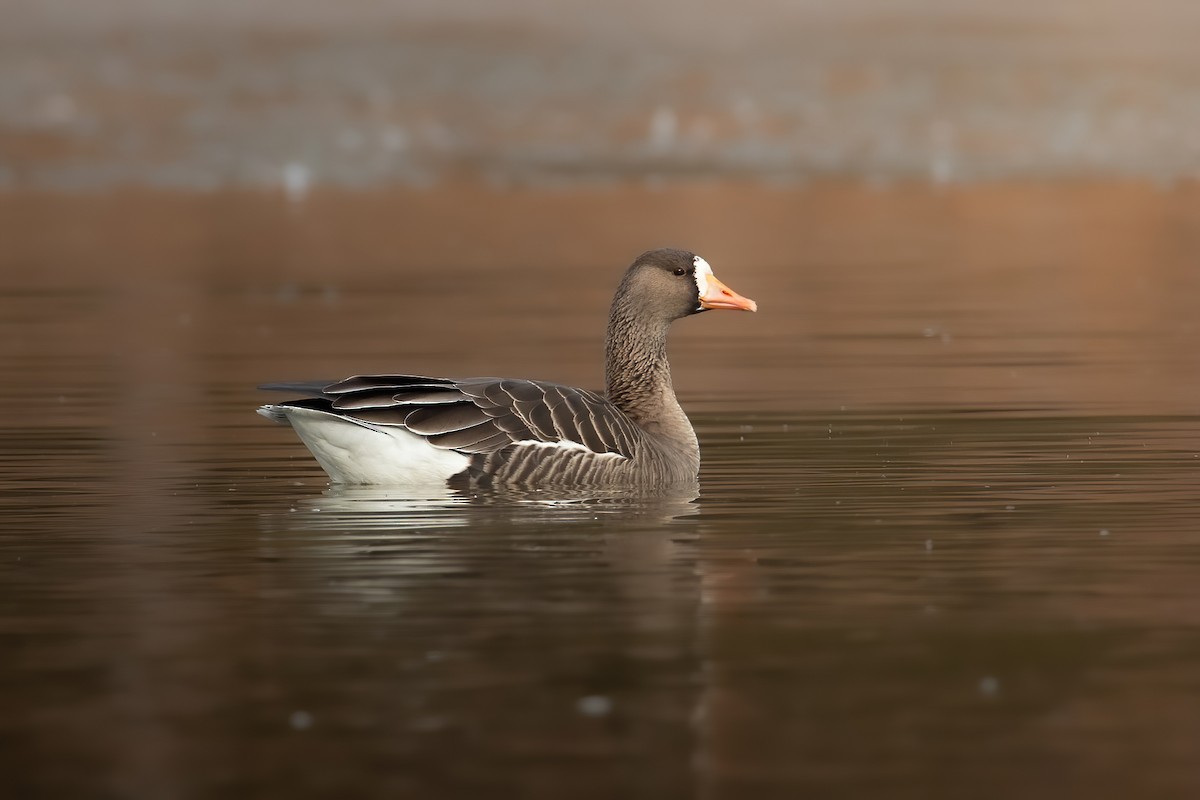 Greater White-fronted Goose - ML646068001