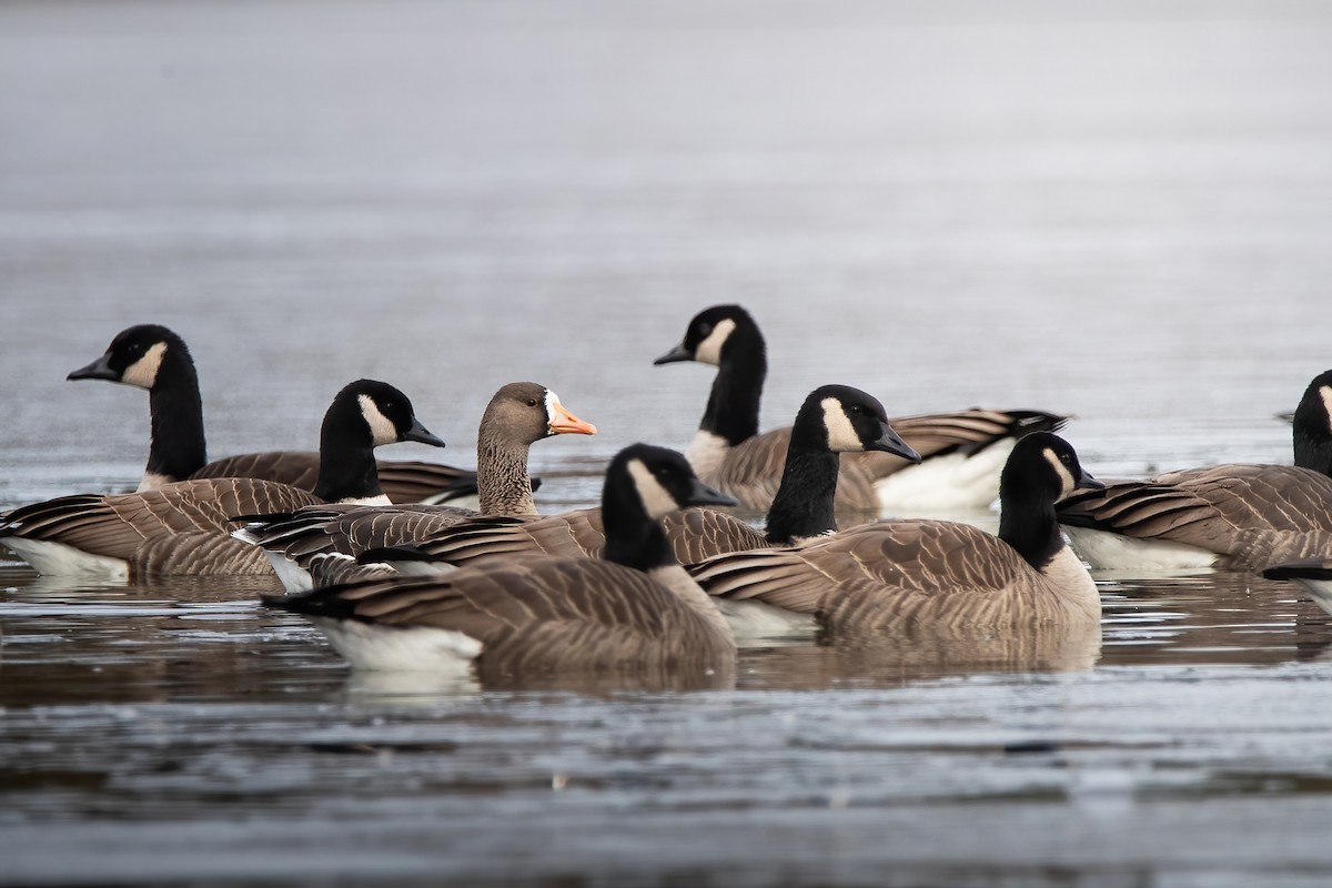 Greater White-fronted Goose - ML646068002