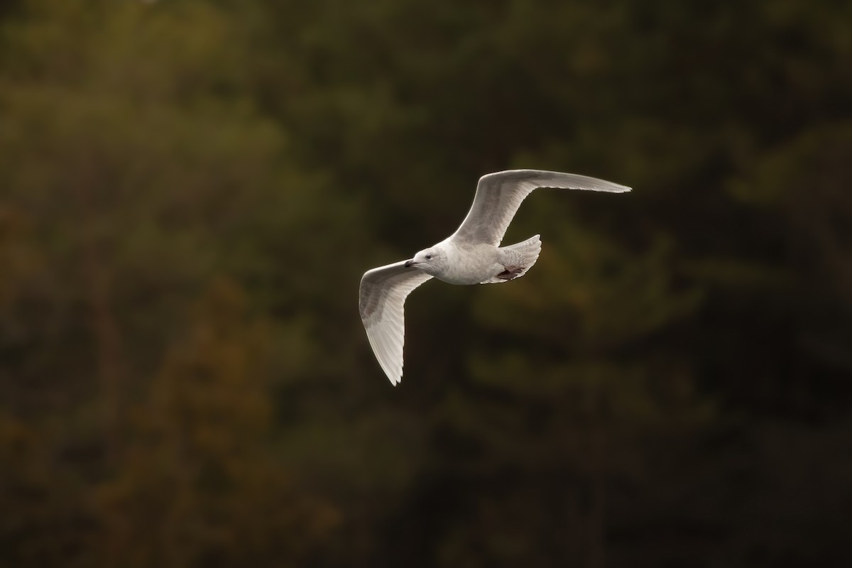 Iceland Gull (kumlieni) - ML646068012