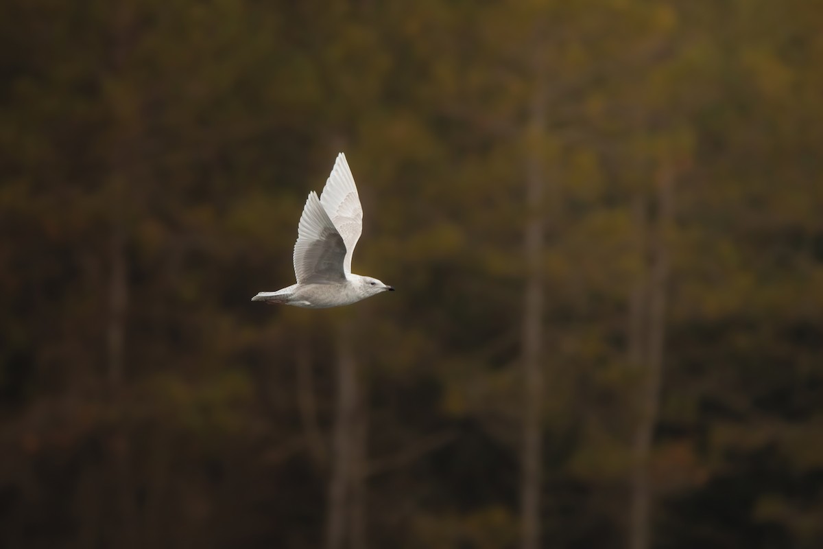 Iceland Gull (kumlieni) - ML646068013