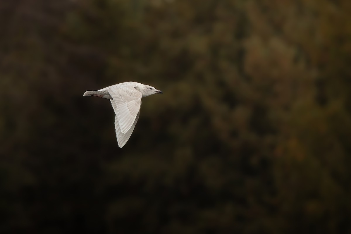 Iceland Gull (kumlieni) - ML646068014
