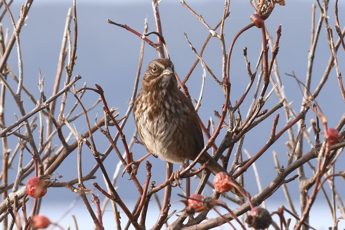 Song Sparrow - ML646068015