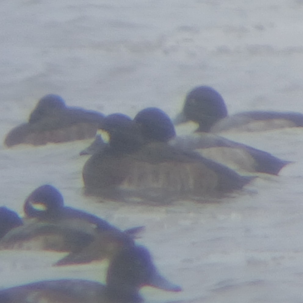 polák kaholka - ML646068016