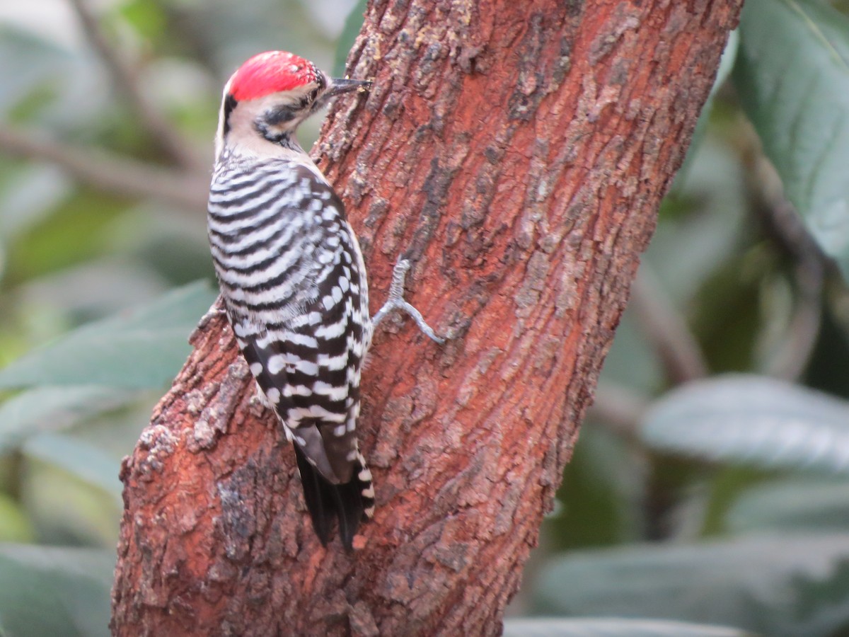 Ladder-backed Woodpecker - ML646068034