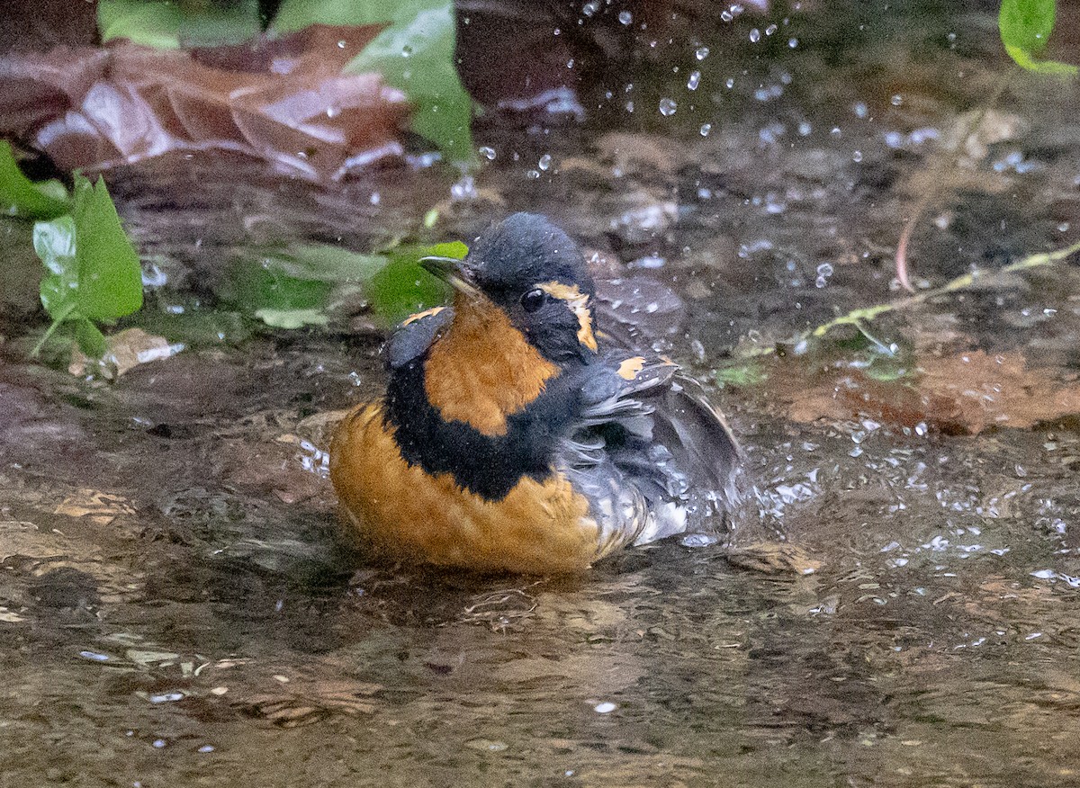 Varied Thrush - ML646068035