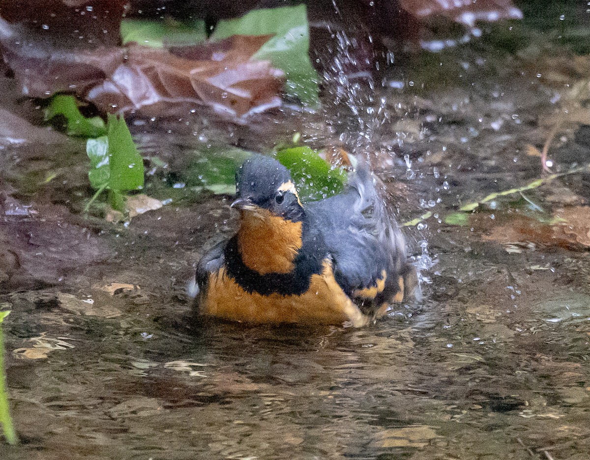 Varied Thrush - ML646068036
