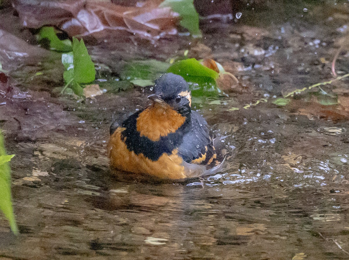 Varied Thrush - ML646068037