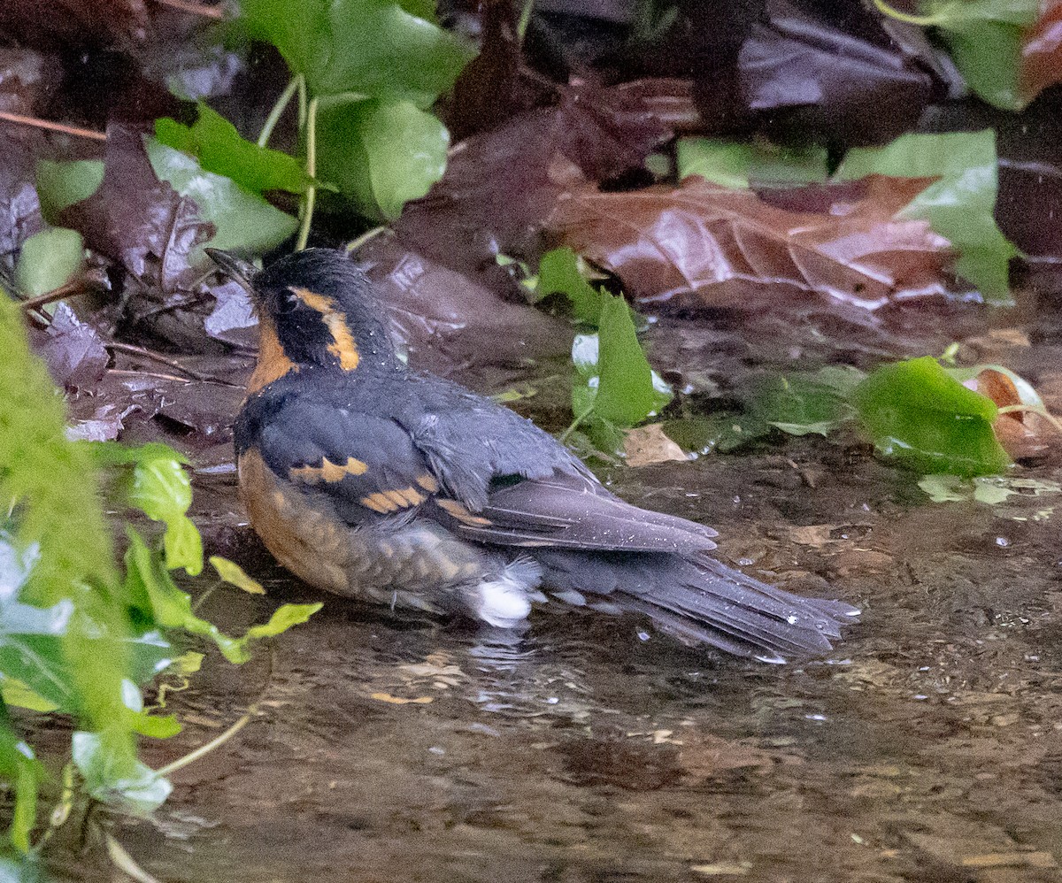 Varied Thrush - ML646068044