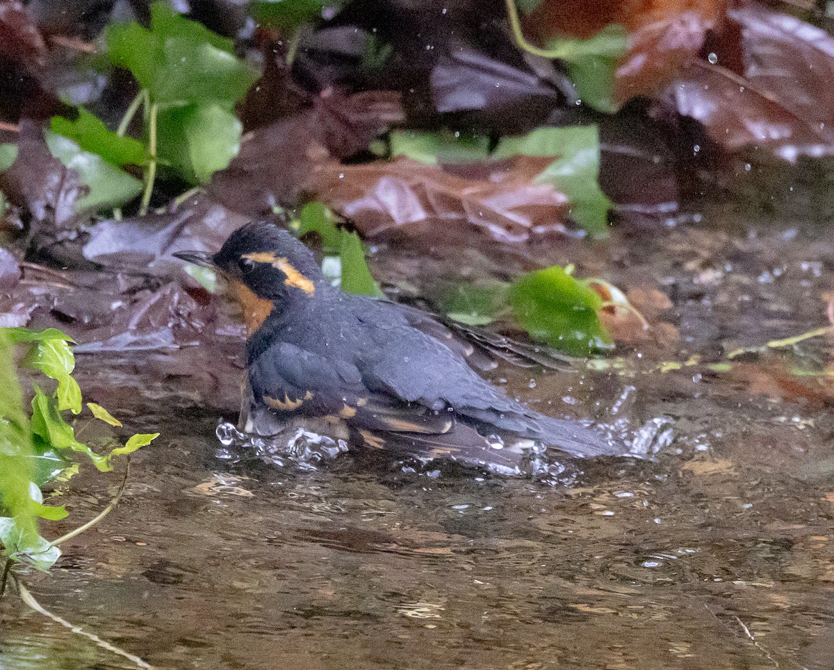 Varied Thrush - ML646068045