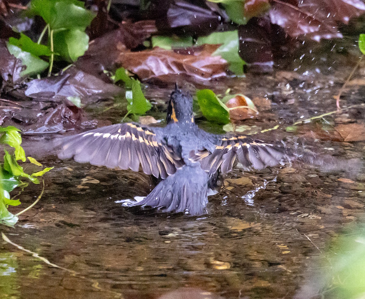 Varied Thrush - ML646068046