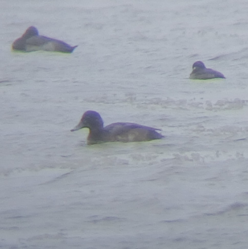 Greater/Lesser Scaup - ML646068047