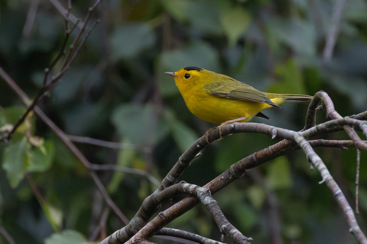 Wilson's Warbler - ML646068052