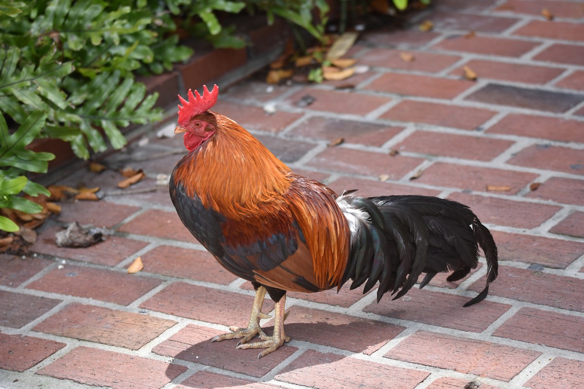 Red Junglefowl - ML646068053
