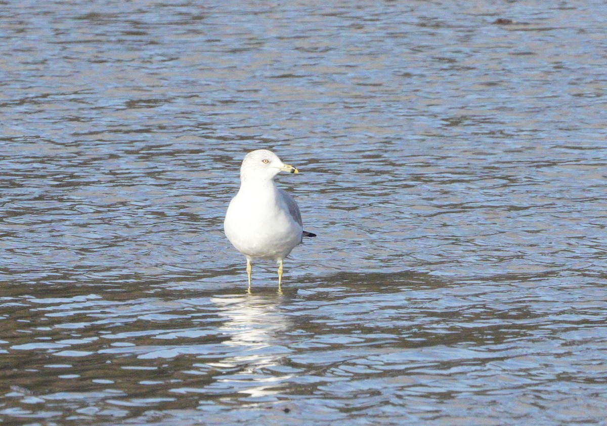 Ring-billed Gull - ML646068064