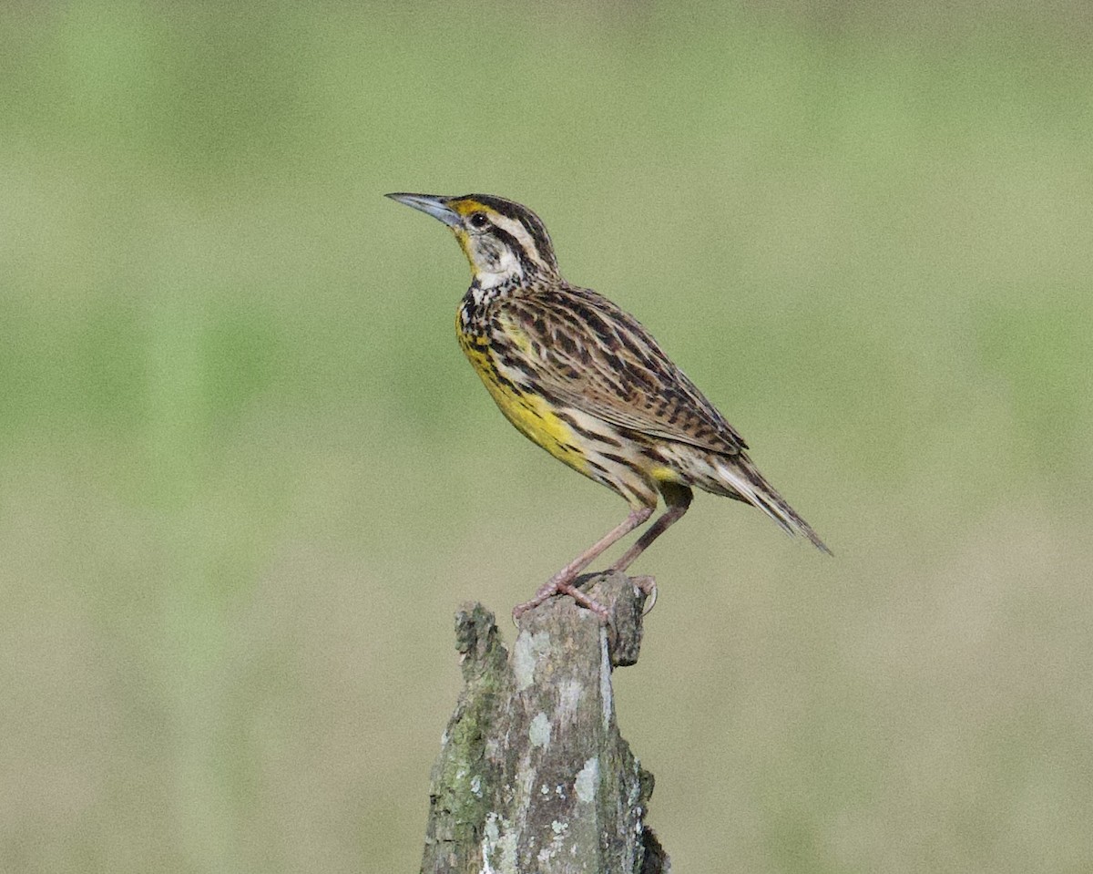 Eastern Meadowlark - ML646068065